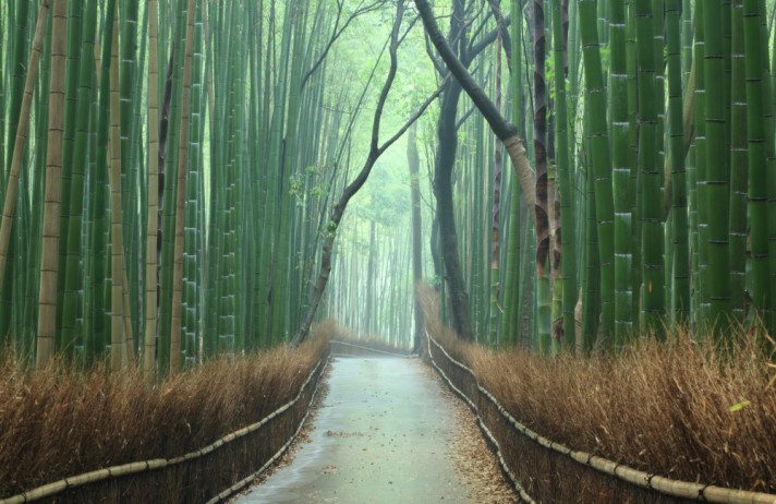 BambooPath1000